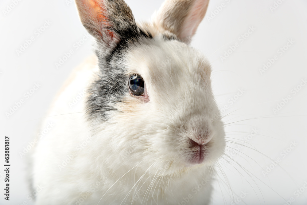 Obraz premium Rabbit on white
