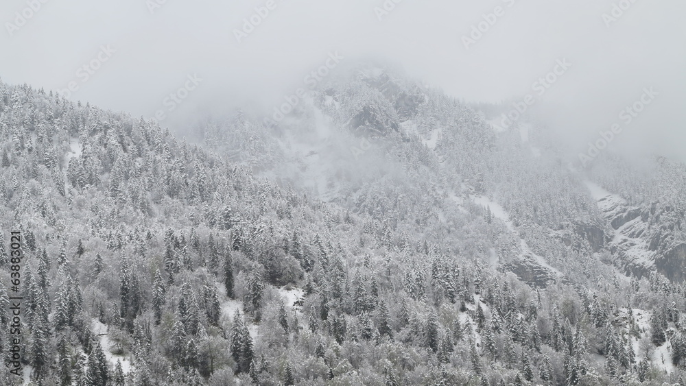 Fototapeta premium die Alpen-Wälder im Schnee