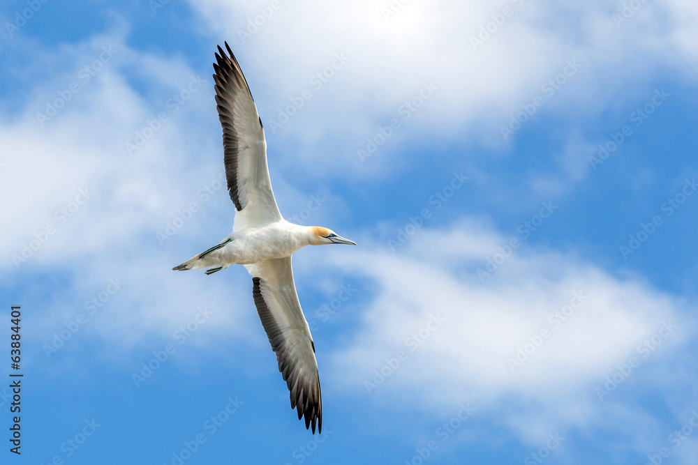 Gannet at Muriwai Beach, Auckland, New Zealand Gannet at Muriwai Beach, Auckland, New Zealand