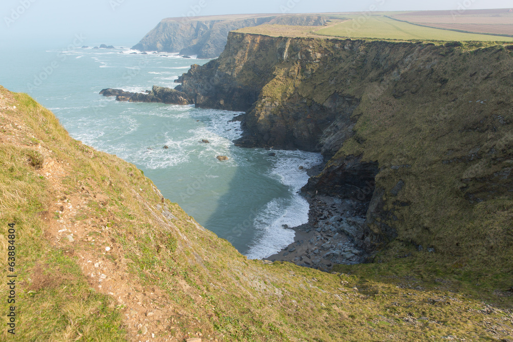 Naklejka premium Seals Mutton Cove near Godrevy Cornwall coast England UK