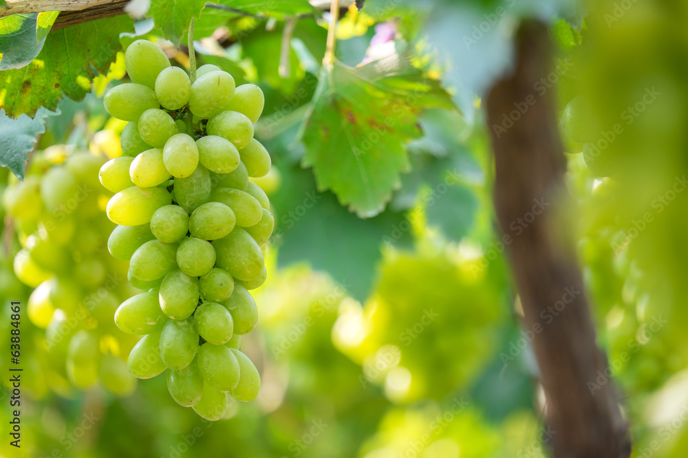 Green grapes