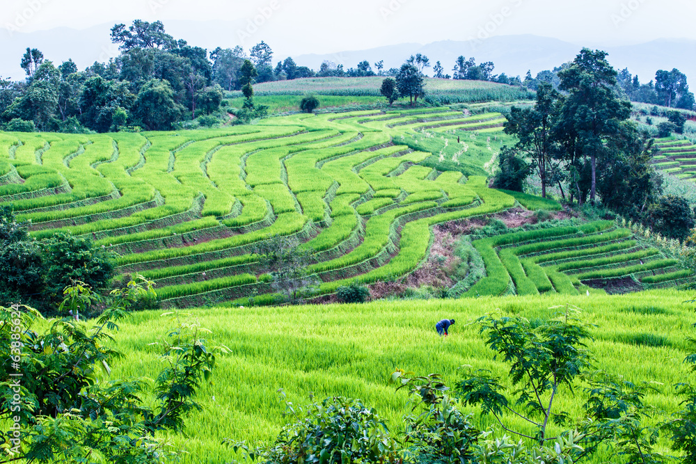 Landscape of the lined Green terraced rice  field 