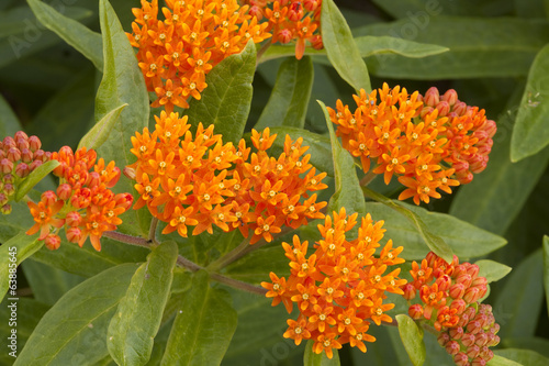 Butterfly Weed Flower