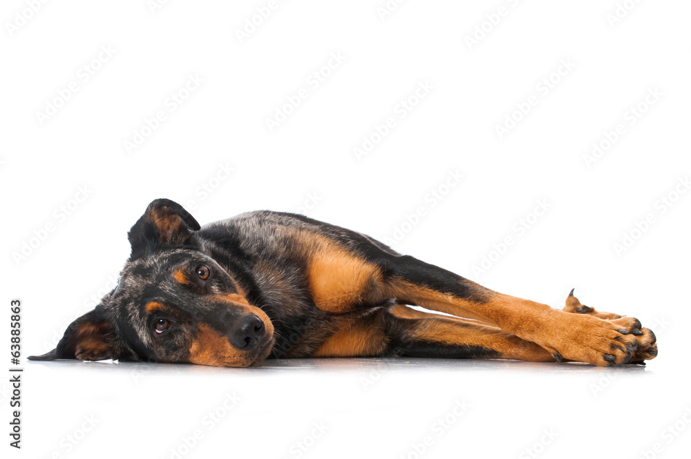 Obraz premium Beauceron