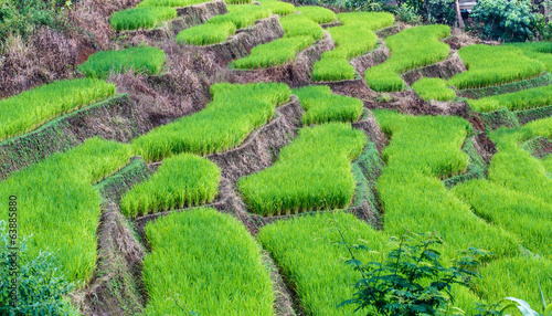 Landscape of the lined Green terraced rice  field 