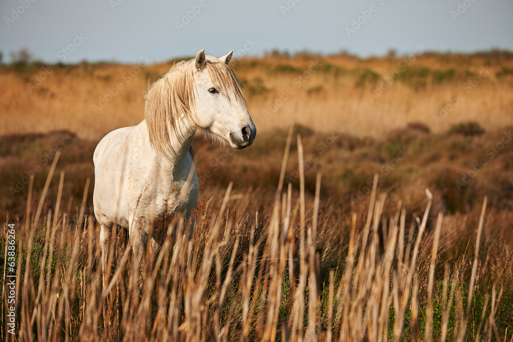 Fototapeta premium white horse of Camargue horizontally in the countryside