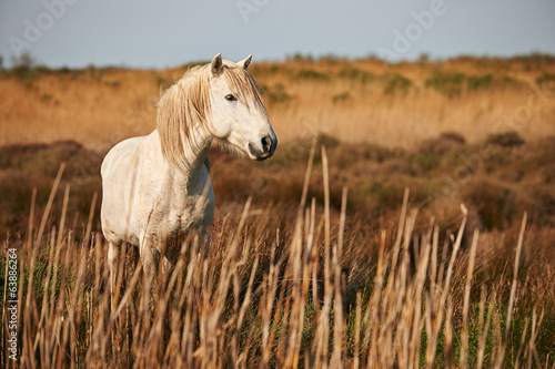 Fototapeta Naklejka Na Ścianę i Meble -  white horse of Camargue horizontally in the countryside