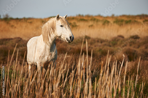 white horse of Camargue horizontally in the countryside