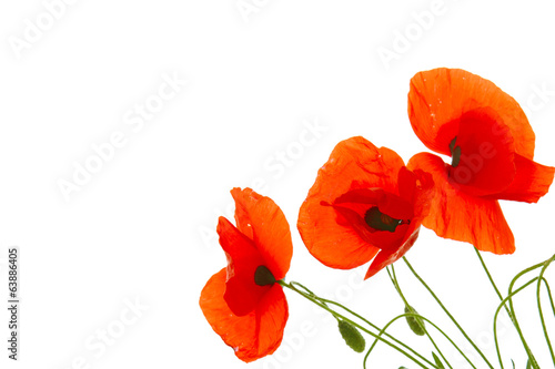 Red poppies isolated.