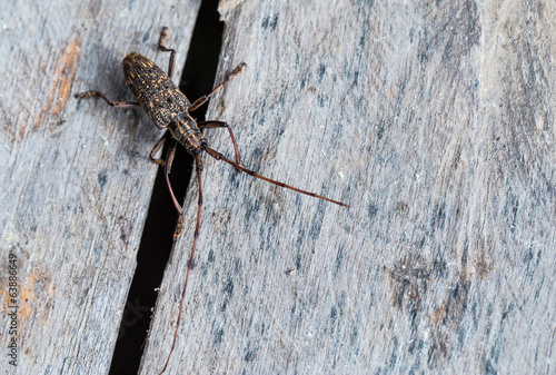 longhorn beetle on wood ,Insect in nature 
