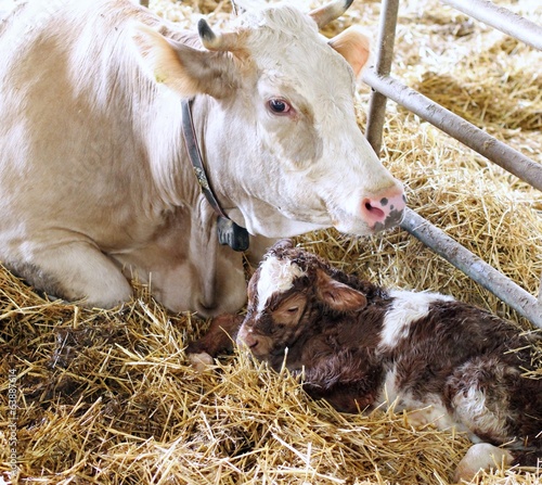 newborn calf in the straw with her mom photo