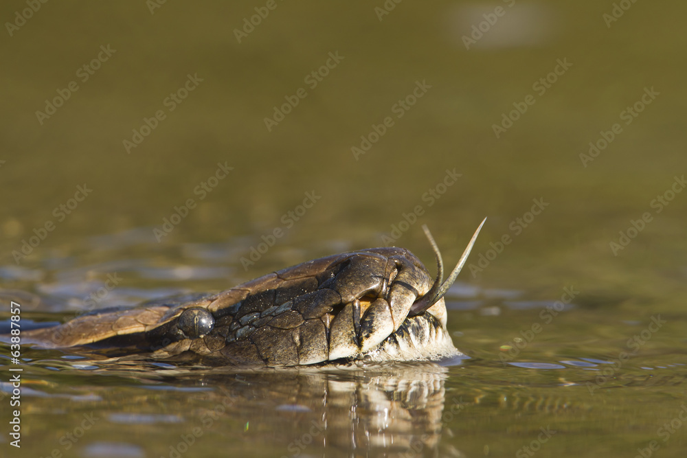 Asian Python in river in Nepal