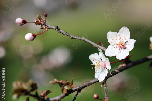 Close up of branches filled with almond blossoms