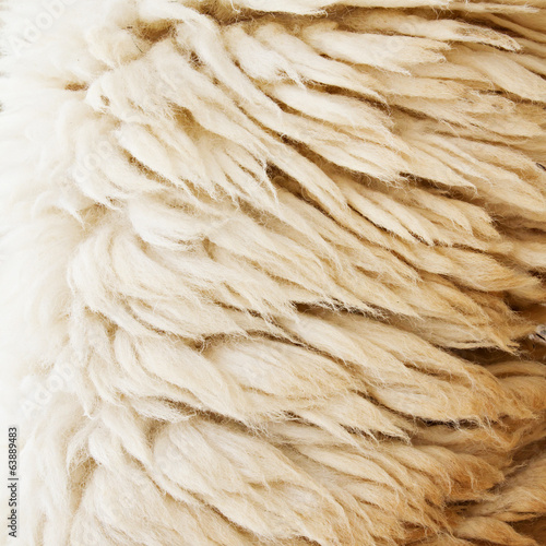 sheep fur texture background closeup macro shot