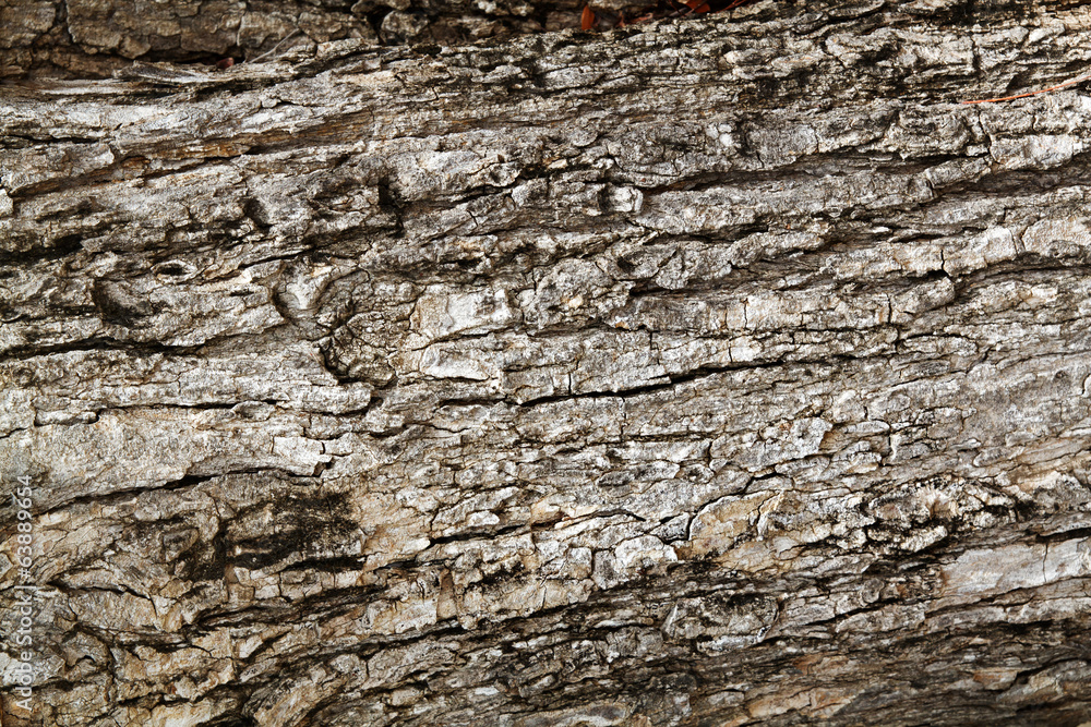wood bark outer surface background, cracked, grunge, weathered, wood bark outer surface background, cracked, grunge, weathered,