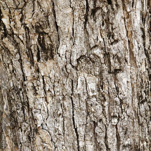 wood bark outer surface background, cracked, grunge, weathered,