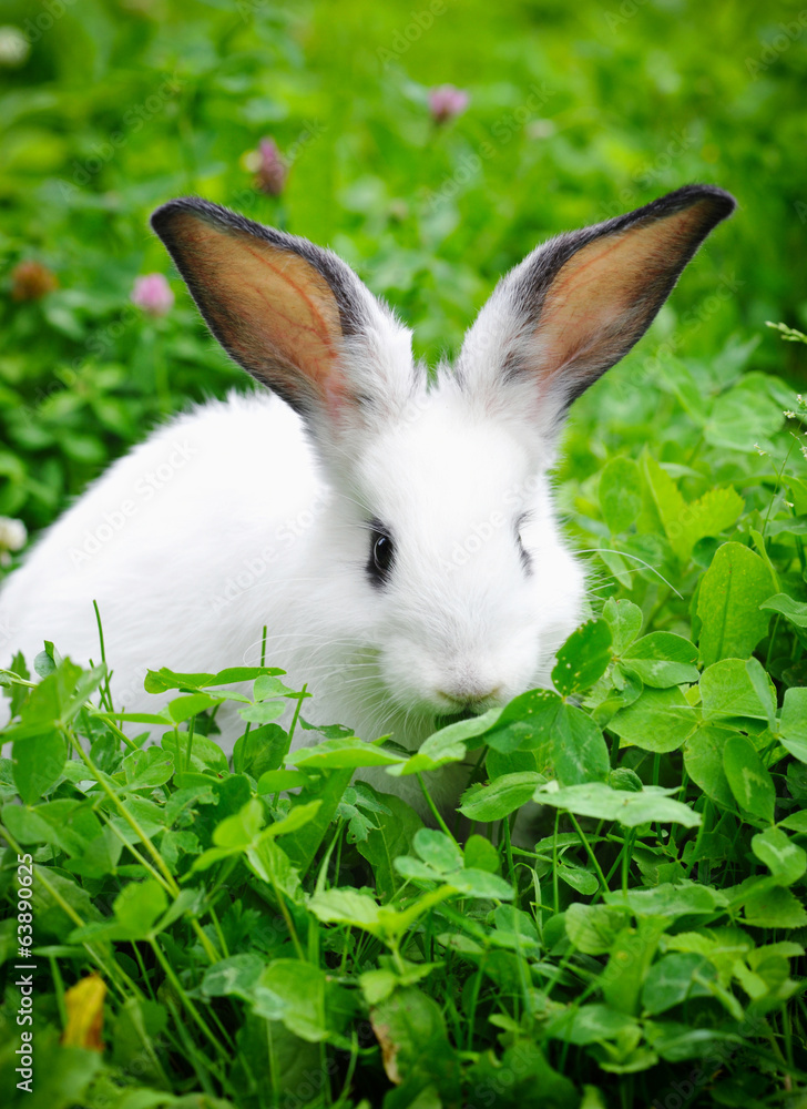 Baby white rabbit in grass Baby white rabbit in grass