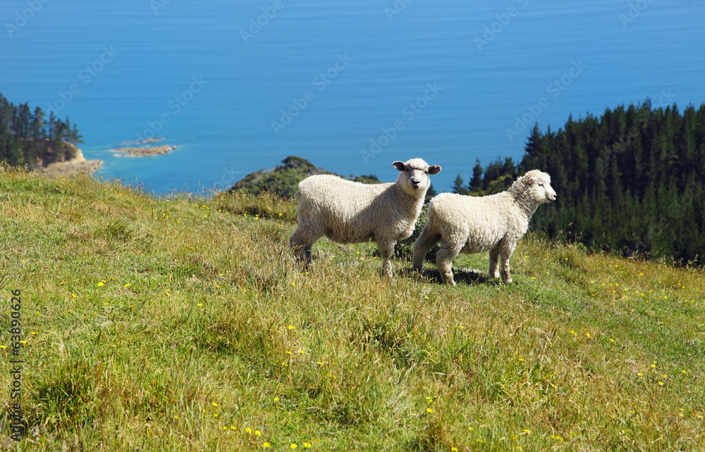 Fototapeta premium Neuseeland