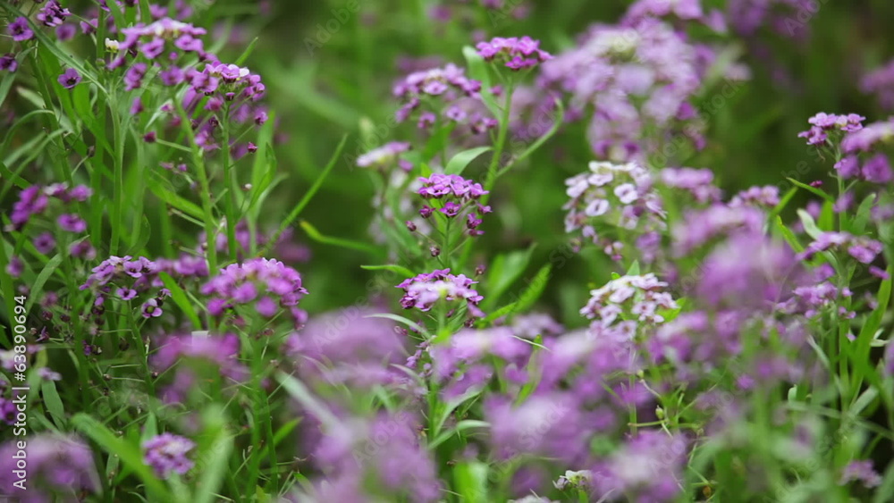 Lilac Flowers on the Defocused Background Lilac Flowers on the Defocused Background