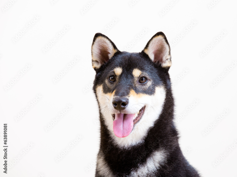 Black shiba inu dog smile
