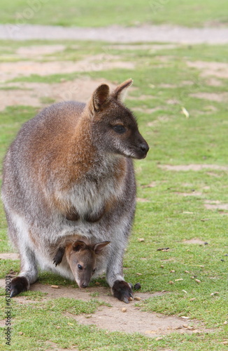 Wallaby with joey