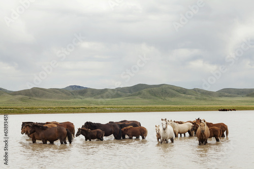 Wallpaper Mural Horse herd on the pasture Torontodigital.ca