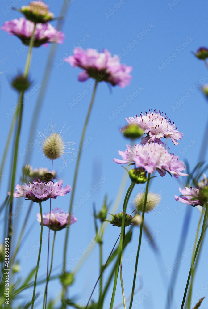 Fototapeta premium Wiese im Sommer