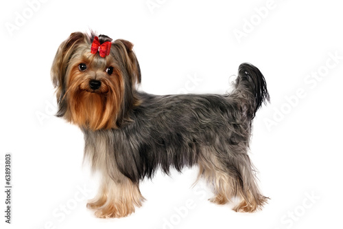 Yorkshire Terrier Portrait on white background.