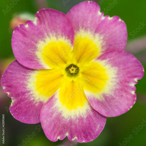Primrose Colours