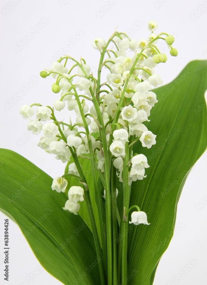 Obraz premium bouquet de muguet