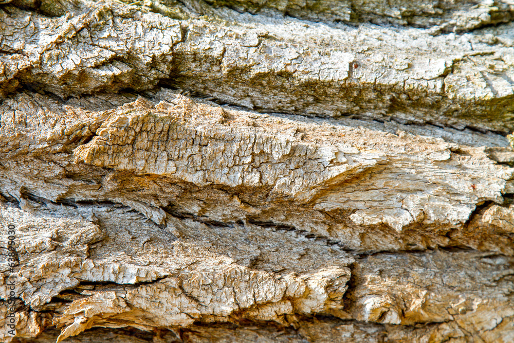 closeup image of an old tree bark texture closeup image of an old tree bark texture