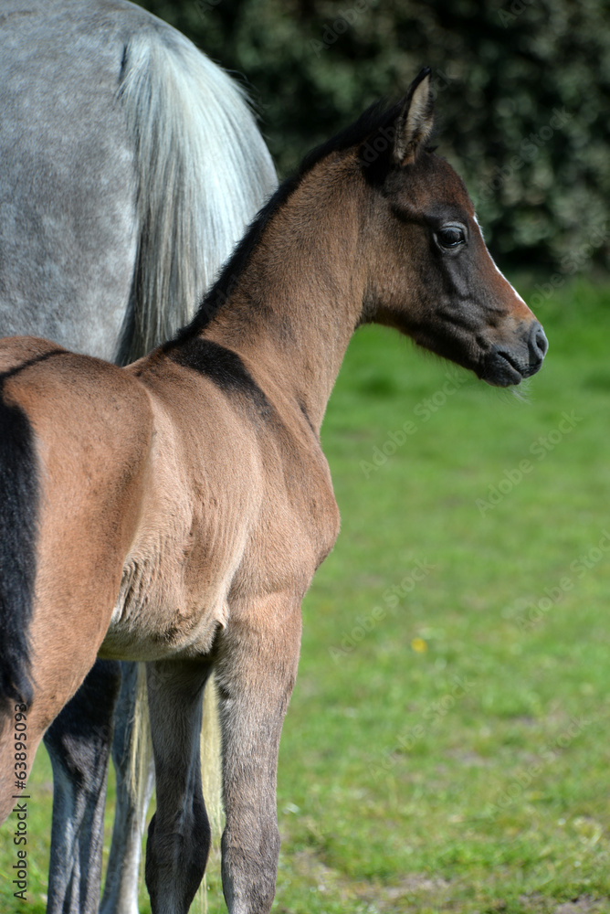 Fototapeta premium jument et son poulain