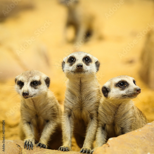 Meerkats © hin255