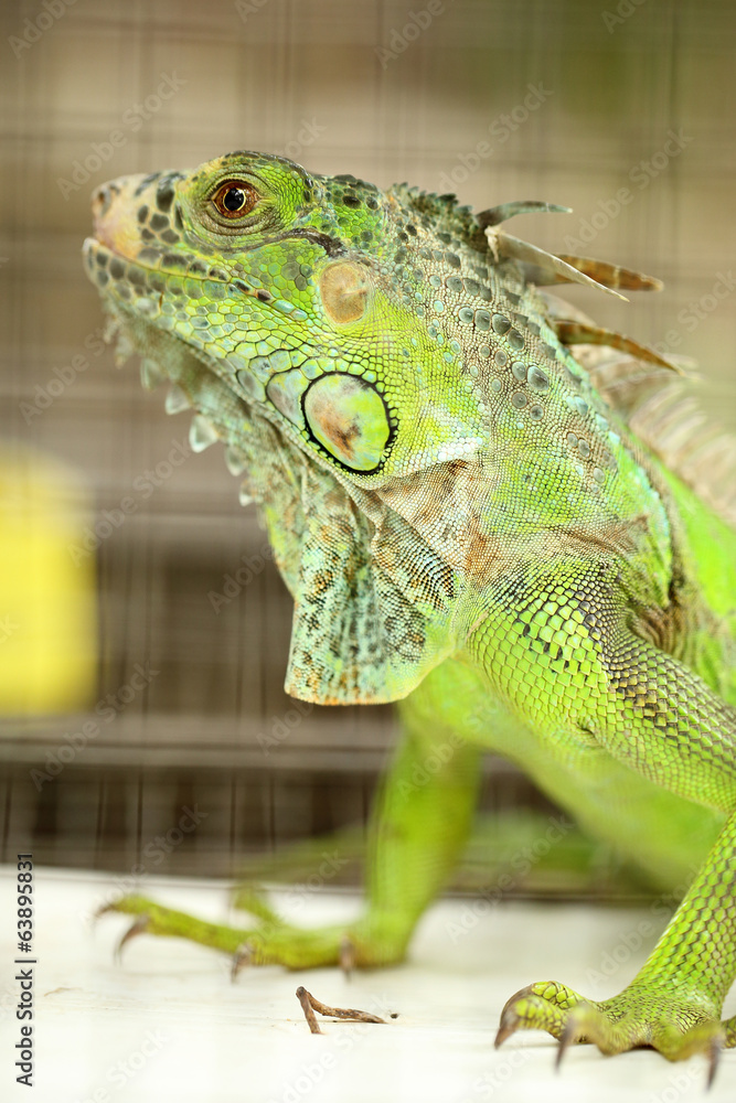 Obraz premium Green Lizard Green Lizard finding food