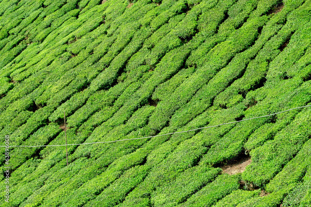 Close up of tea plantation