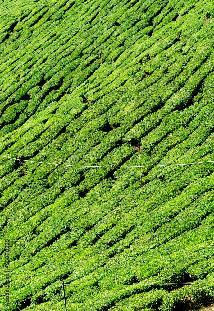 Close up of tea plantation