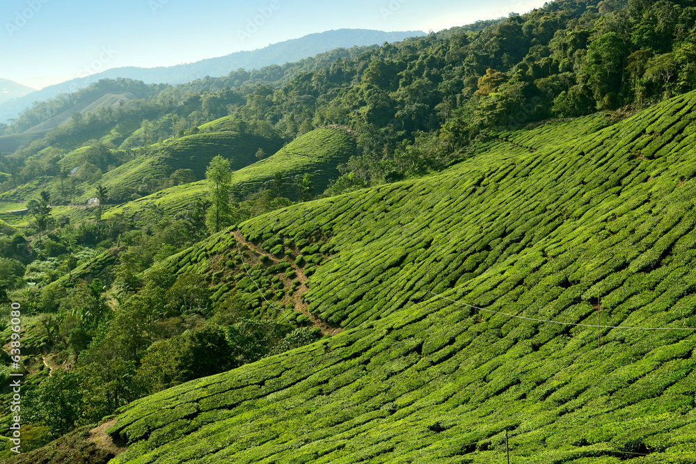 Tea plantation taken in Cameron Highlands Malaysia