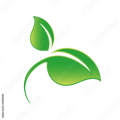 Green leaf isolated on white