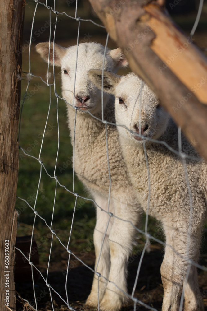 Obraz premium Hausschaf