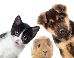 Puppy and kitten and guinea pig