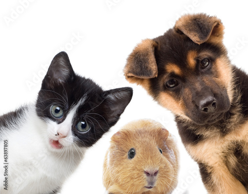 Fototapeta Naklejka Na Ścianę i Meble -  Puppy and kitten and guinea pig