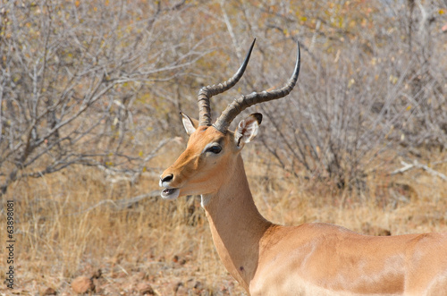 Impala antelope in Kruger National Park, South Africa