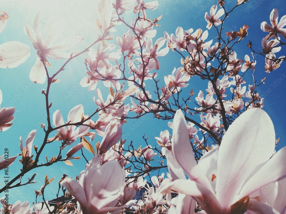 Frühling / Blüten - obrazy, fototapety, plakaty 