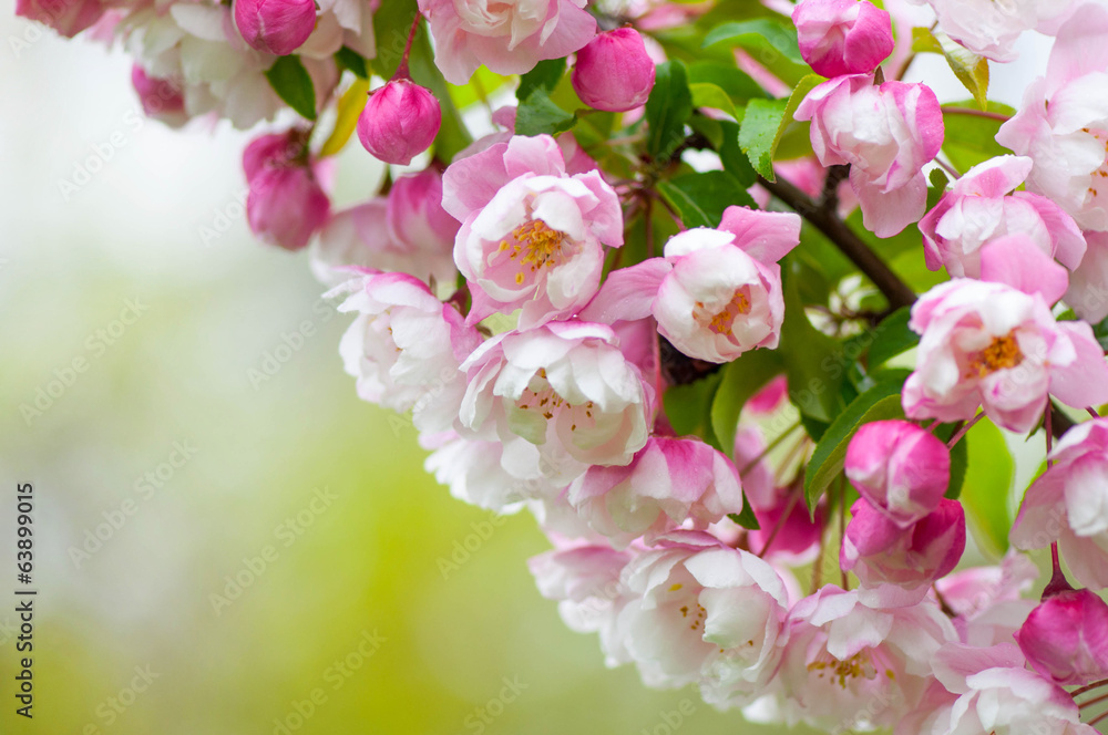 Obraz premium Branch of pink and white spring blossoms on a green background