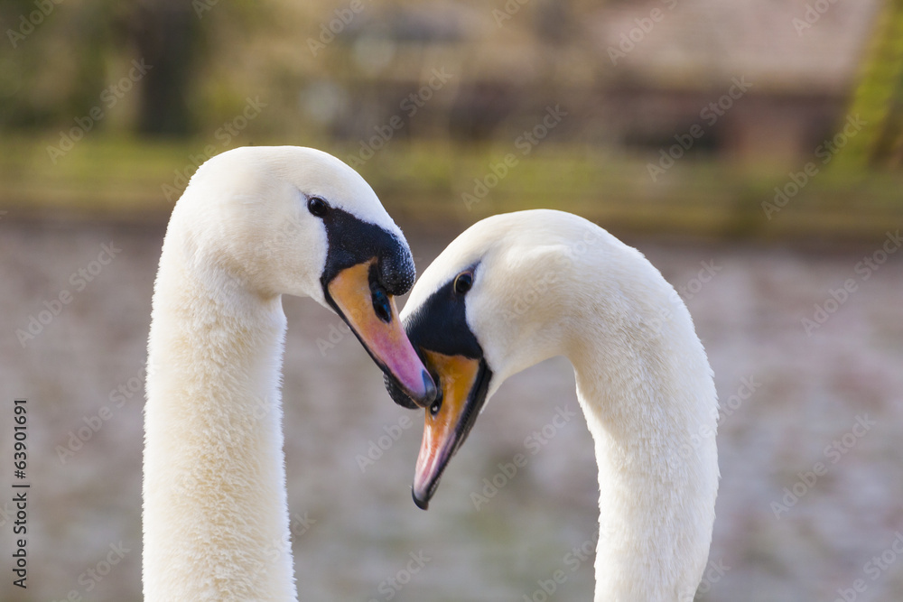 Pair of swans in Bruges, Belgium, Pair of swans in Bruges, Belgium,