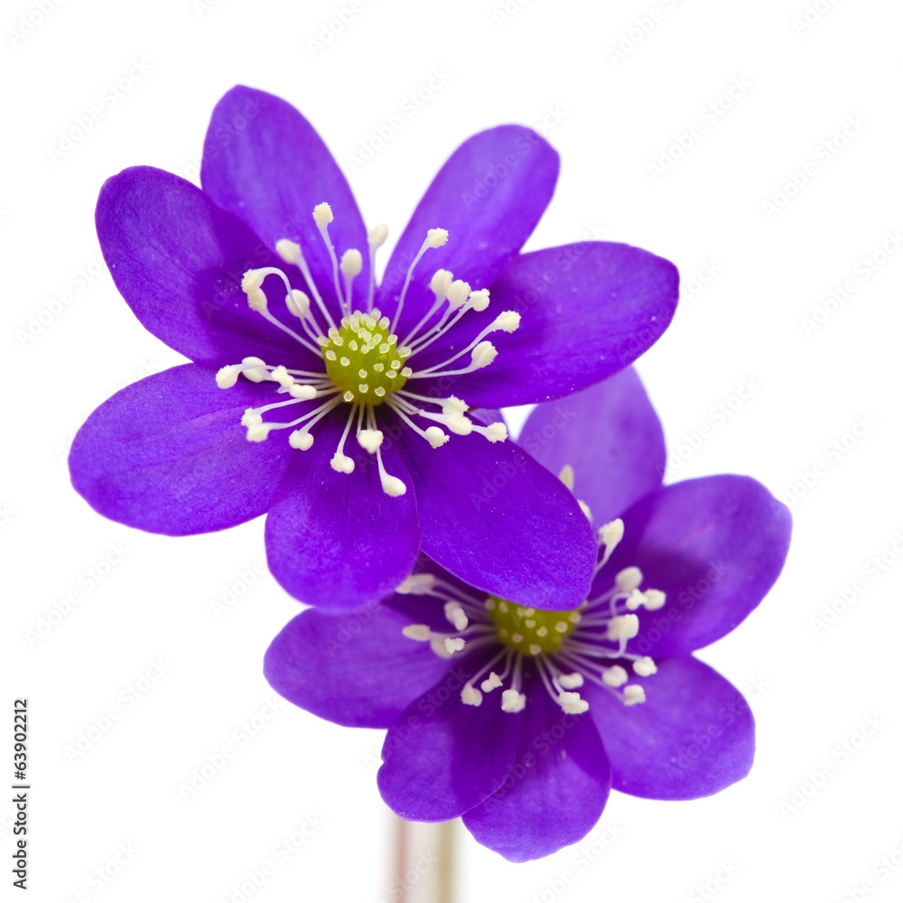 Anemone hepatica Anemone hepatica