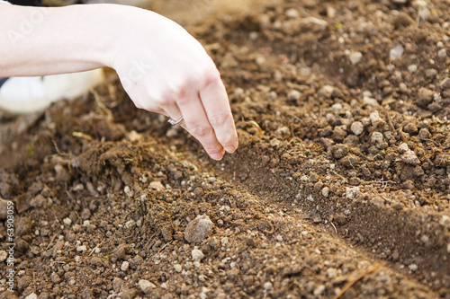 woman hand sowing seed