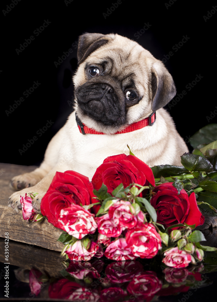 pug puppy and flowers