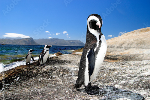 pinguino uccello marino sudafrica città del capo photo