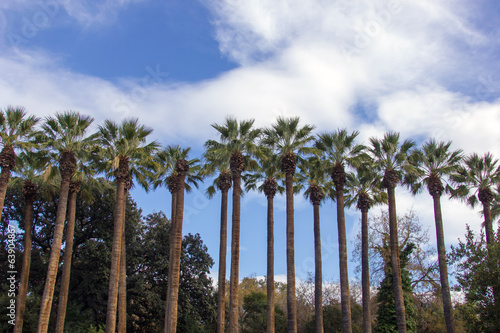 tall phoenix trees in a national park of Greece